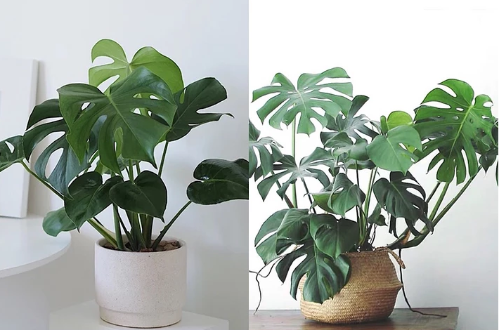 2019年:北欧 ins 现代风最流行的六大网红植物!