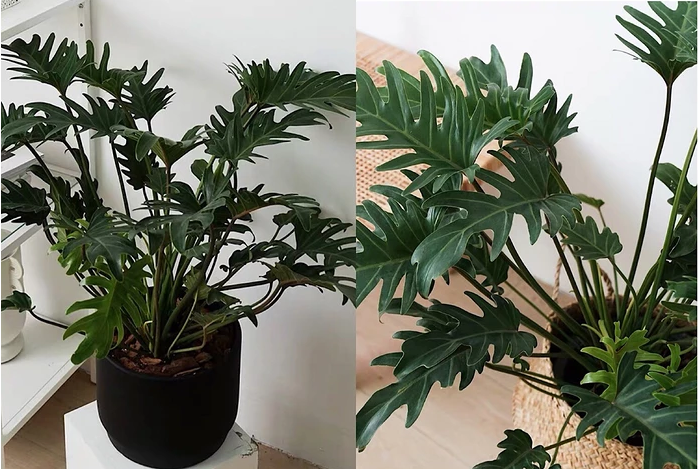 2019年:北欧 ins 现代风最流行的六大网红植物!