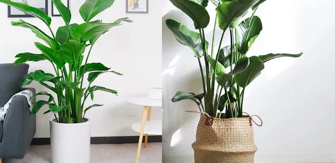 2019年:北欧 ins 现代风最流行的六大网红植物!