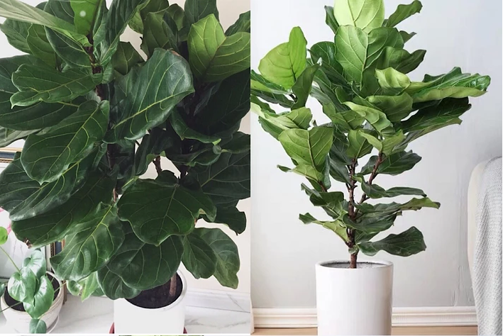 2019年:北欧 ins 现代风最流行的六大网红植物!