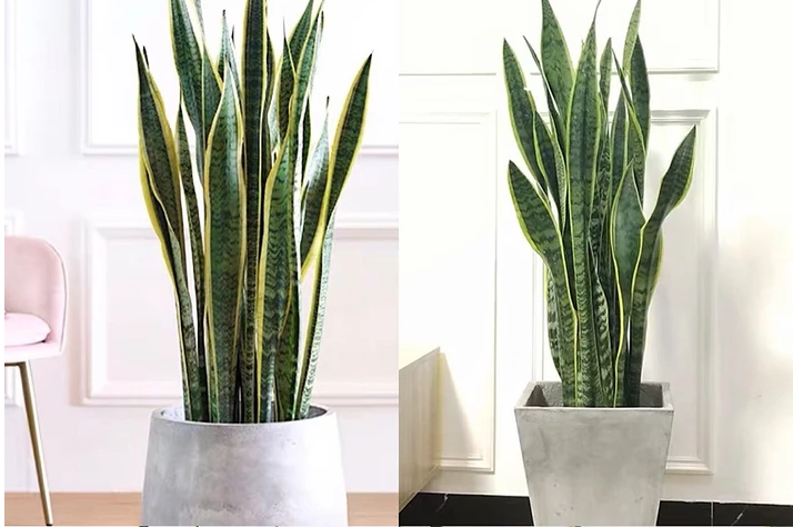 2019年:北欧 ins 现代风最流行的六大网红植物!