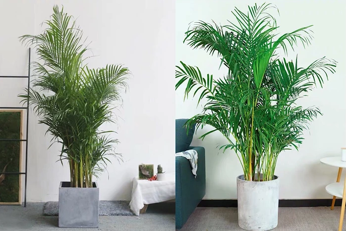 2019年:北欧 ins 现代风最流行的六大网红植物!